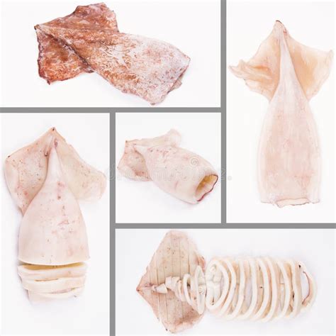 Image result for Cooked Squid