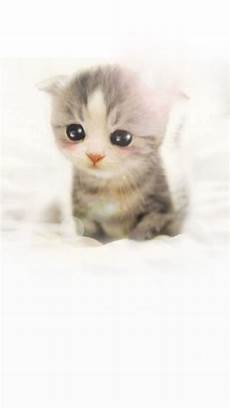 Iphone 6 Wallpaper Kittens by Scottish Fold Kitten Iphone 6 Plus Hd Wallpaper Hd Iphone 6 Wallpaper Kittens