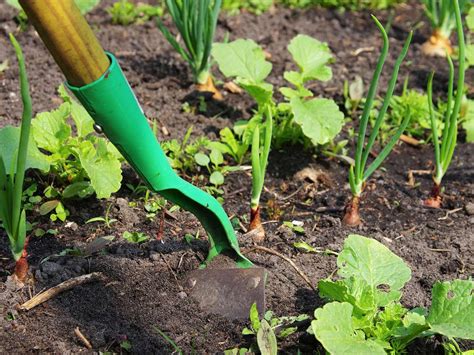 How To Use A Garden Hoe For Weeding at Mia Mort blog