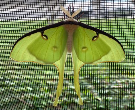 Beautiful male Luna moth💚 : r/moths