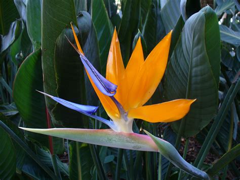 Birds Of Paradise Flower