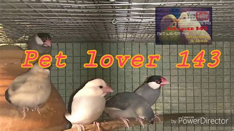 Java Bengali 的图像结果