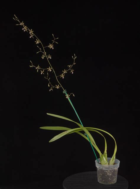 Encyclia replicata - The Folded Lip Encyclia | Smithsonian Gardens