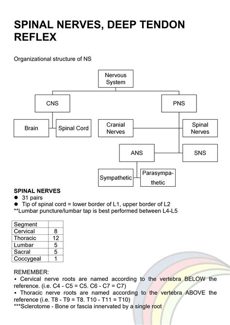 SOLUTION: Spinal nerves deep tendon reflexes - Studypool