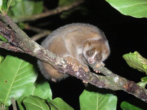 TABIN LODGE AND WILDLIFE RAINFOREST TOUR - All You Need to Know BEFORE ...
