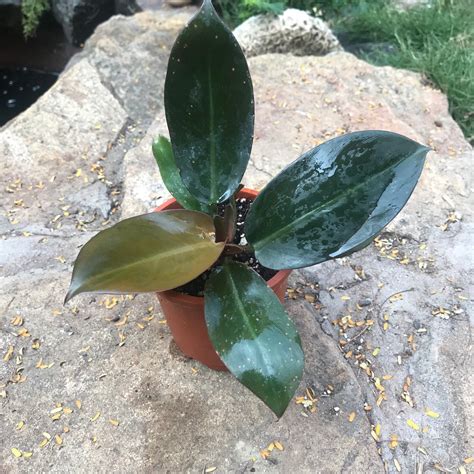Philodendron Black Cardinal | Dark Foliage Indoor Plant