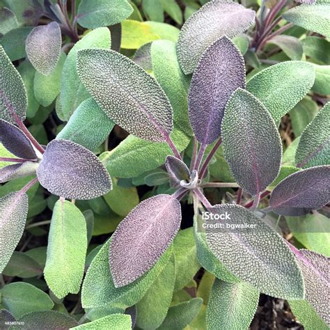 Purple Sage In Summer Garden Stock Photo - Download Image Now - Purple ...