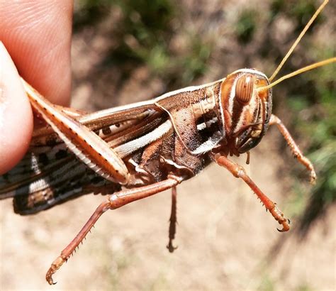 Brindaron el Seminario Manejo de la Langosta Voladora
