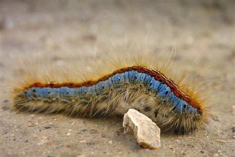 Caterpillar Other Names at Joshua Mayes blog