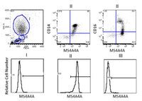 Anti-MS4A4A Antibody, clone 3F2 | MABC1174