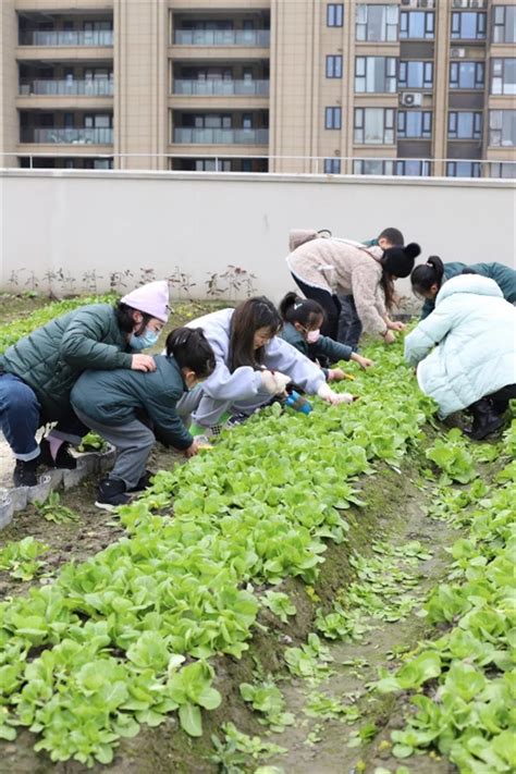 学种菜，收获喜悦！杭州这些同学们走进校园屋顶“菜园子”_杭州网