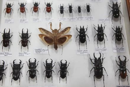 Image result for Insect.com