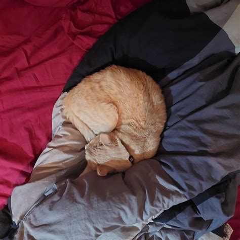 Toby's weird sleeping positions : r/OneOrangeBraincell