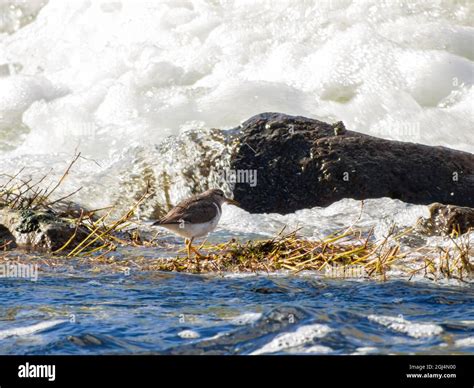 Close up shot of a cute Spotted sandpiper at Nevada Stock Photo - Alamy