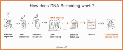 Image result for Examples of DNA Barcoding