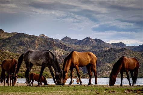 Salt River Wild Horses, Arizona ck | Beautiful horses, Horses, Wild horses