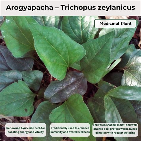 Arogyapacha – Trichopus zeylanicus Medicinal Plant – Kerala Garden