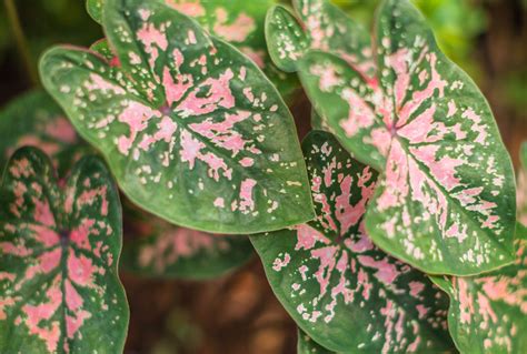 Are Caladiums Perennials That Come Back After Winter?