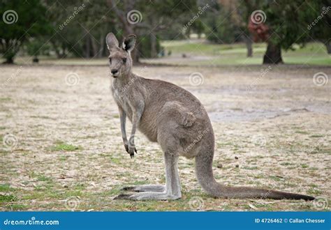 Western Grey Kangaroo stock photo. Image of australia - 4726462