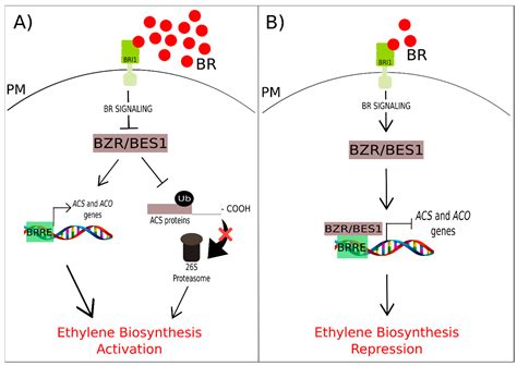 Brassinosteroids, the Sixth Class of Phytohormones: A Molecular View ...