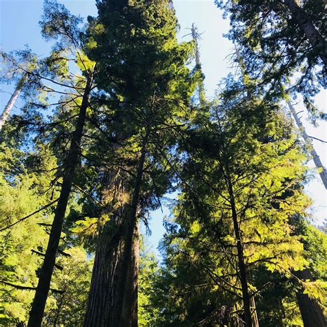 SIMPSON-REED TRAIL (2024) All You Need to Know BEFORE You Go (with ...