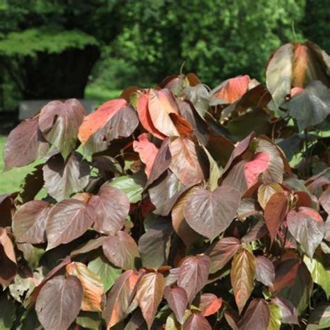 Giant Red Leaf Heart Copperleaf | The Majestic Acalypha Wilkesiana Mac ...