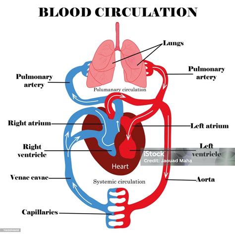 Système De Circulation Sanguine Anatomie Et Digramme De La Circulation ...