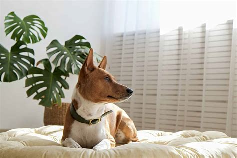 Sound Of Basenji