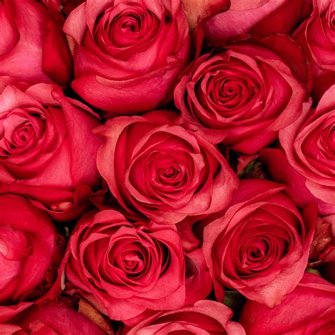 Lola - Rose - Esmeralda Farms Wholesale Flowers