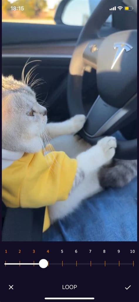 Image result for Video Loop Software