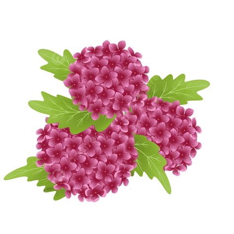 Pink Hydrangea Flower, Flower, Hydrangea, Pink PNG Transparent Clipart ...