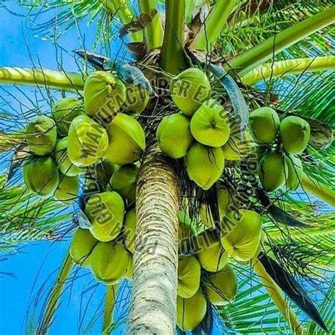Fresh Tender Coconut Manufacturer, Supplier from Muzaffarpur