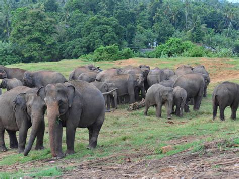 Pinnawala Elephant Orphanage - Colombo: Get the Detail of Pinnawala ...