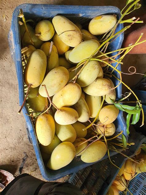 Catimon Mango (Katimon Mango) Live Plant – veliyathgardens