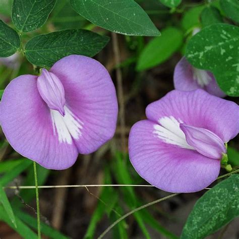 Clitoria Aparajita - Purple - 10 Flower Seeds – Floral Treasure