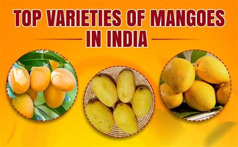 Image result for Mango Production Script Script