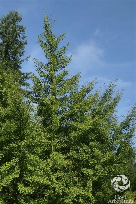 Ginkgo biloba - maidenhair tree, ginkgo, 银杏属 yin xing shu | Hoyt ...