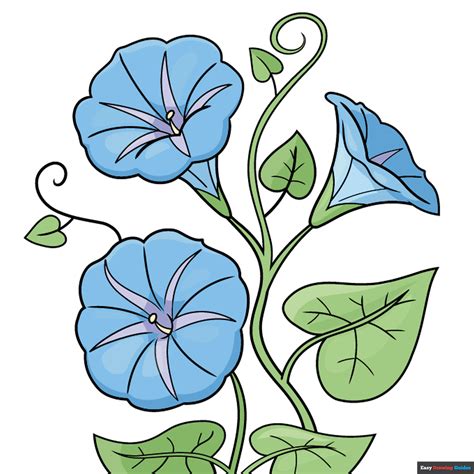 How to Draw a Morning Glory - Really Easy Drawing Tutorial
