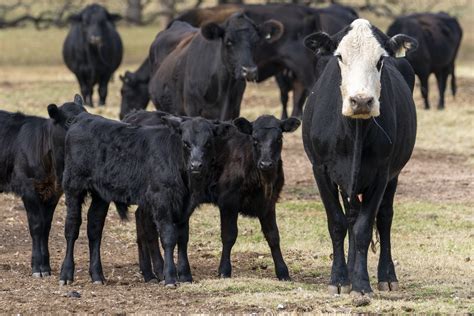 Many Over the Counter Livestock Antibiotics to Require Prescription Starting in June - Texas ...