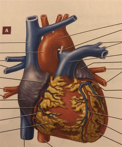 Cardiology 的图像结果