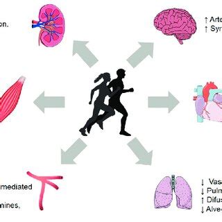 Moderate-Intensity Aerobic Exercise 的图像结果