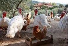 galline da cortile femadue animali da cortile galline da cortile femadue animali da cortile
