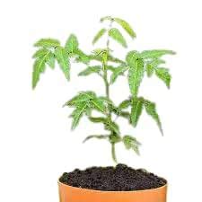 VINDHYA™ Neem Tree (Azadirachta indica) Live Medicinal Plant, Indian ...