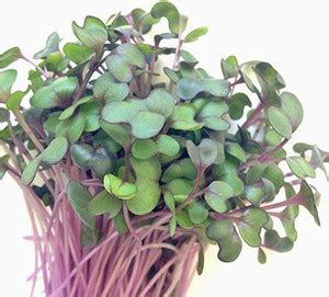 Airex Cabbage (Red Micro) Microgreen Seeds - Pack Of AVG 50 - 100 Seeds ...