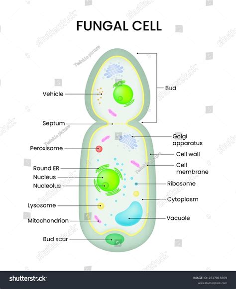 Fungi Cell Structure 的图像结果