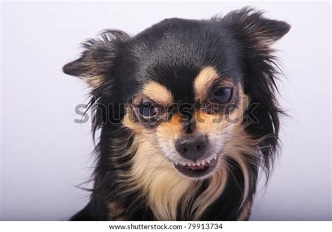 Image result for Exploding Chihuahua