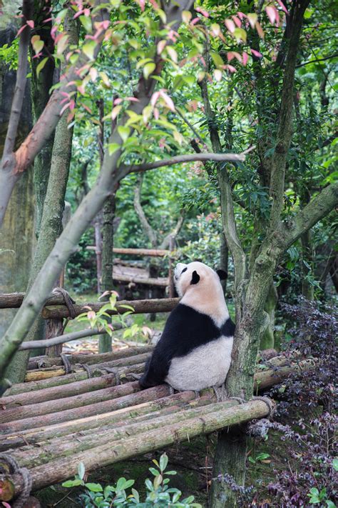 动物园里的国宝大熊猫图片_动物图片_3g图片大全