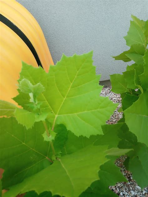 Image result for Red Maple Tree Identification