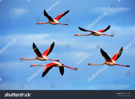 Flamingo Flying