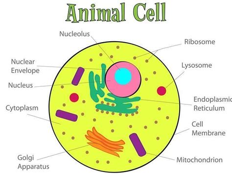 what we can draw or make in the paper chart of topic the fundamental ...